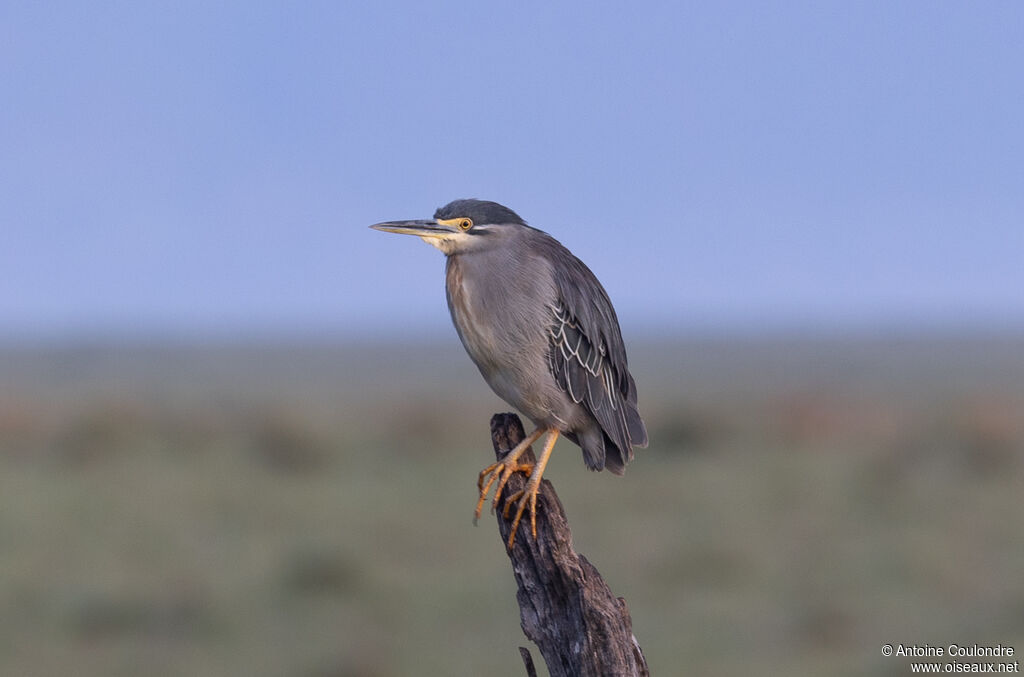 Héron des mangrovesadulte