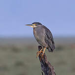 Héron des mangroves