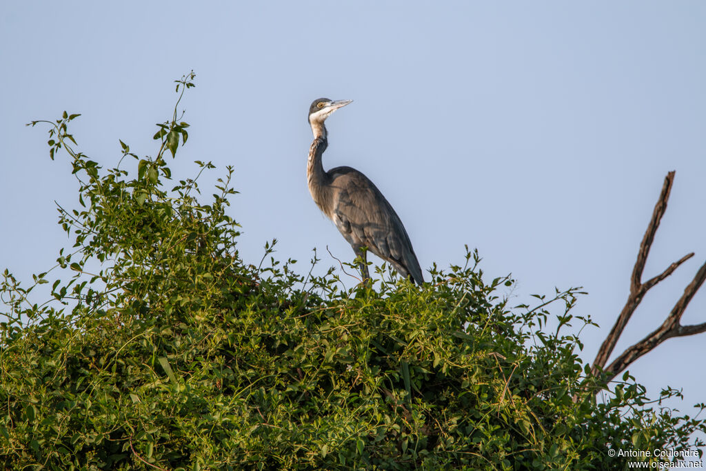 Black-headed Heronadult