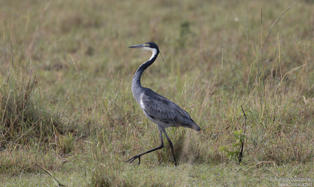 Black-headed Heronadult