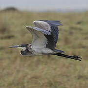 Black-headed Heron