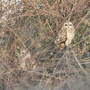 Short-eared Owl