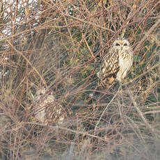 Hibou des marais