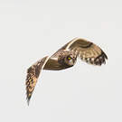 Hibou des marais