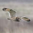 Hibou des marais