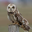 Hibou des marais