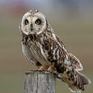 Hibou des marais