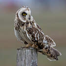 Hibou des marais