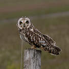Hibou des marais