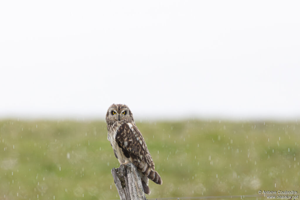 Hibou des marais adulte, nuptial