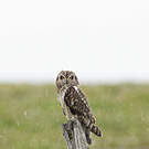 Hibou des marais