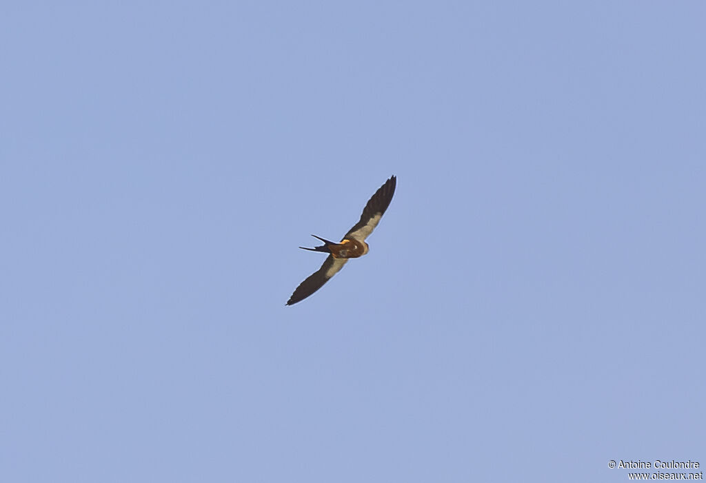 Red-breasted Swallowadult, Flight