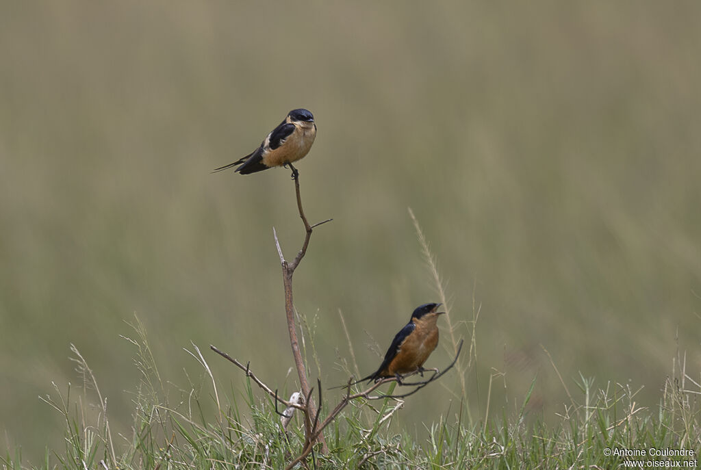 Red-breasted Swallowadult
