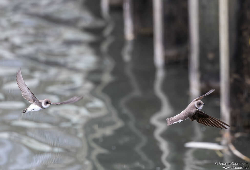Hirondelle de rivageadulte, Nidification