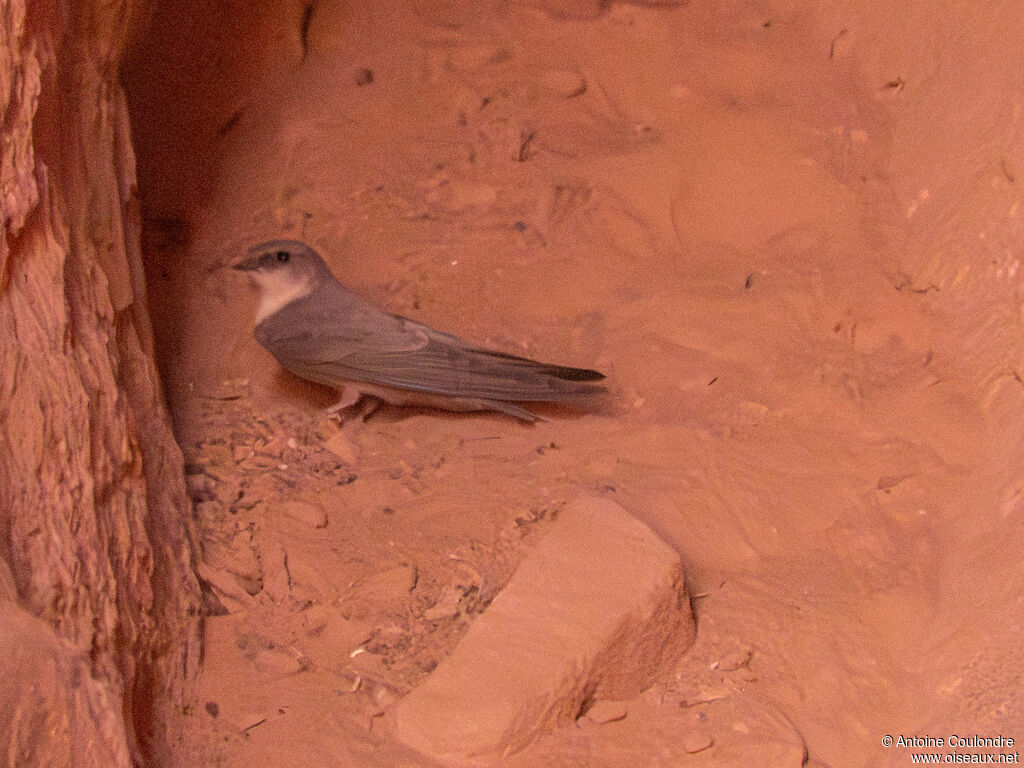 Hirondelle du désertadulte