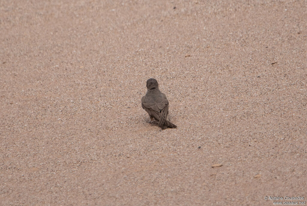 Hirondelle isabellineadulte