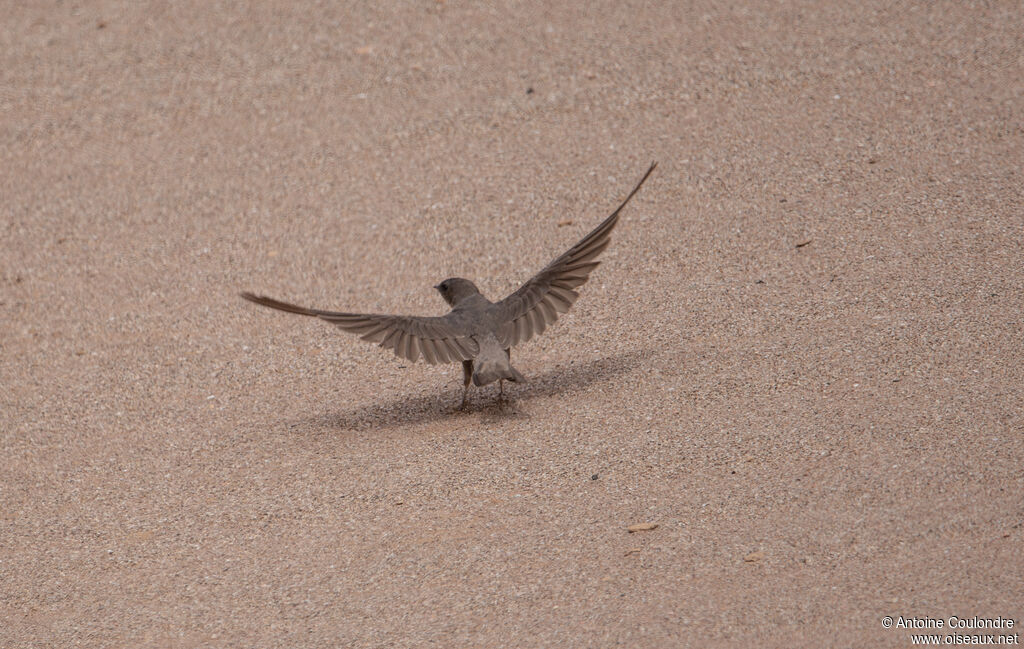 Hirondelle isabellineadulte