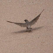 Hirondelle isabelline