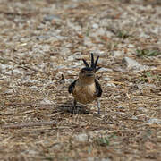 Hirondelle rousseline