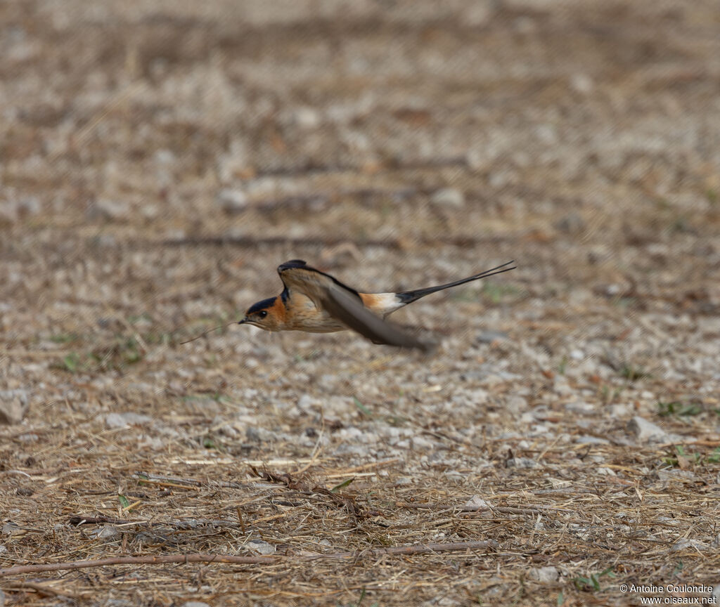 European Red-rumped Swallowadult, Flight