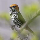 Hirondelle striée
