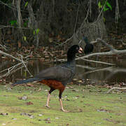 Crestless Curassow