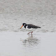 Eurasian Oystercatcher