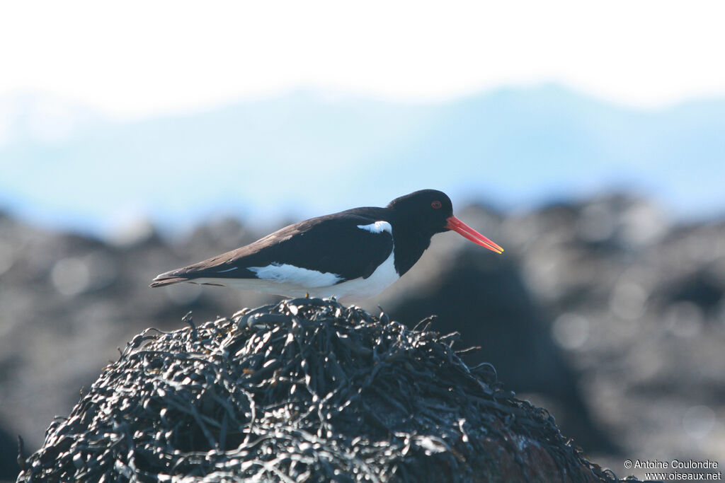 Eurasian Oystercatcheradult