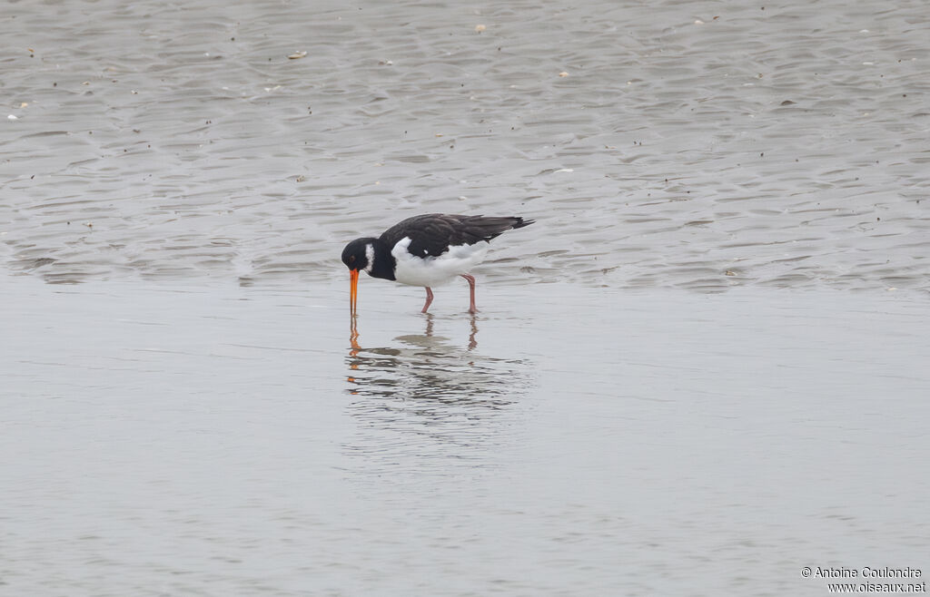 Eurasian Oystercatcheradult post breeding, eats