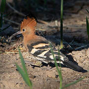 African Hoopoe
