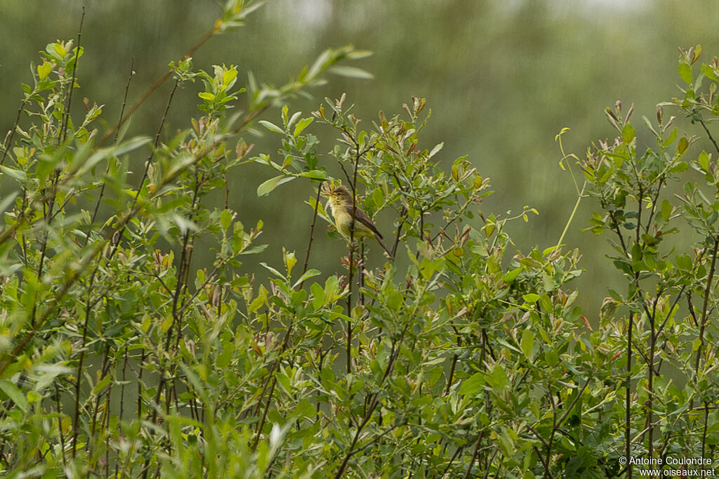 Melodious Warbler male adult breeding, courting display