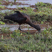 Glossy Ibis