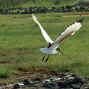 African Sacred Ibis