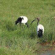 African Sacred Ibis
