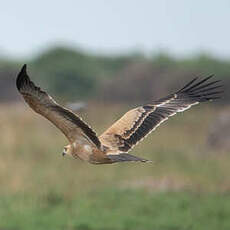 Aigle ravisseur