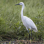 Aigrette garzette
