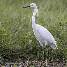Aigrette garzette
