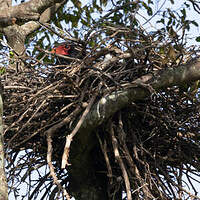 Bateleur des savanes