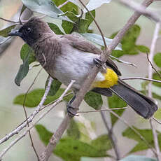 Bulbul tricolore
