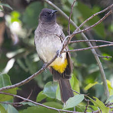 Bulbul tricolore