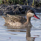 Canard à bec rouge