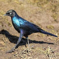 Choucador de Rüppell