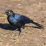 Choucador de Rüppell