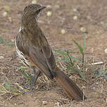 Cichladuse tachetée