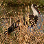 Cigogne à pattes noires