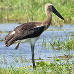 Cigogne à pattes noires