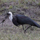 Cigogne à pattes noires