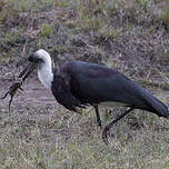 Cigogne à pattes noires