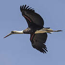 Cigogne à pattes noires