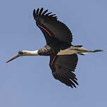 Cigogne à pattes noires